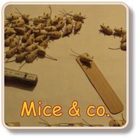 mice etc